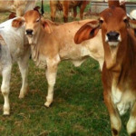 Cows in a pen